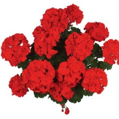 Moonlight® Paprika